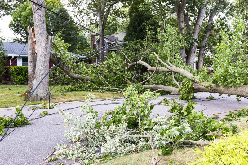 Fallen Tree on Residential Property