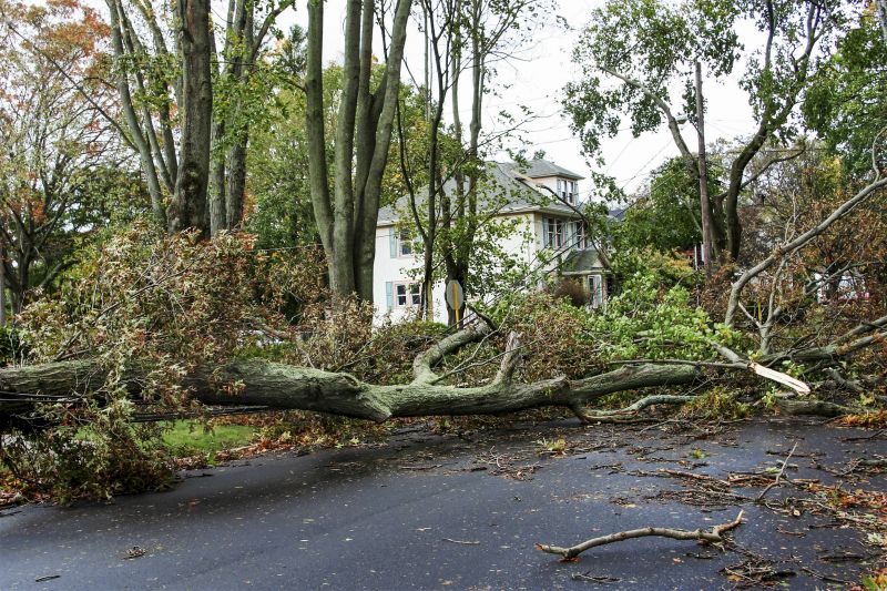 Storm Damage Tree Down