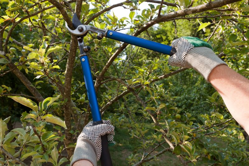 Tree Limb Trimming Service