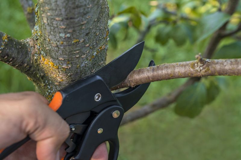 Shape and Structural Pruning