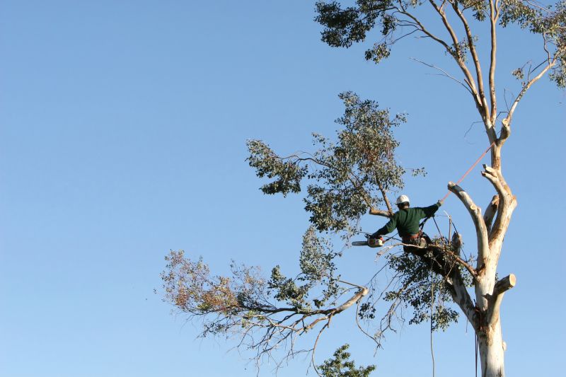 Tree Care in Action
