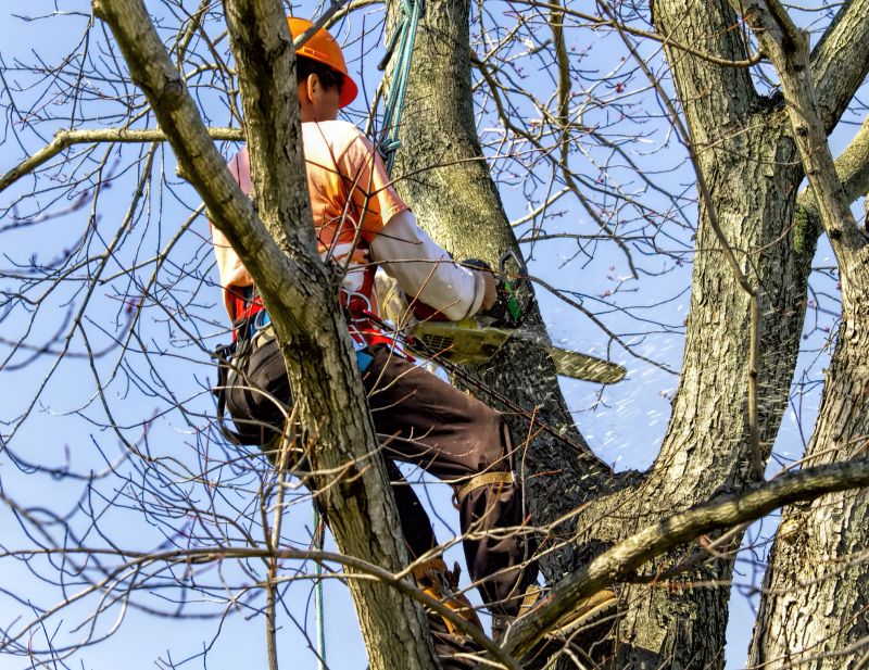 Safe Tree Removal Practices