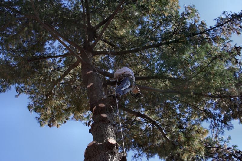 Tree Inspection by an Arborist