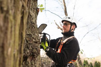 Arborist Using Climbing Gear