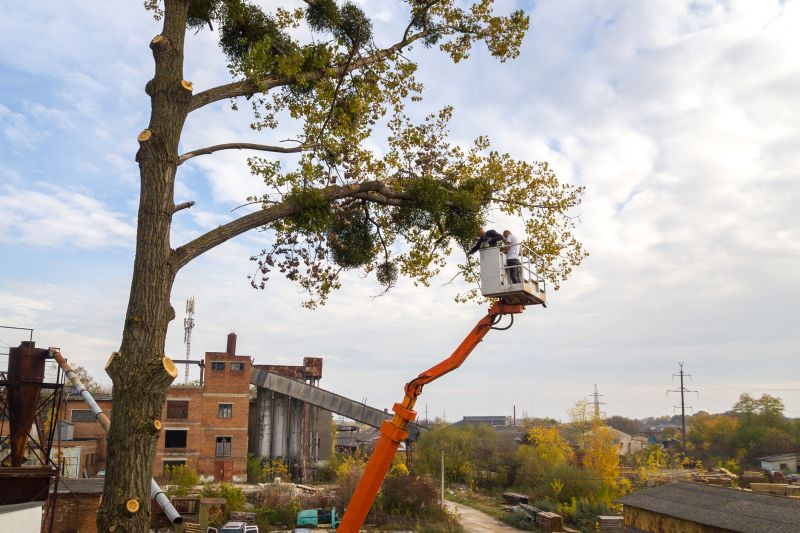 Tree Trimming Service