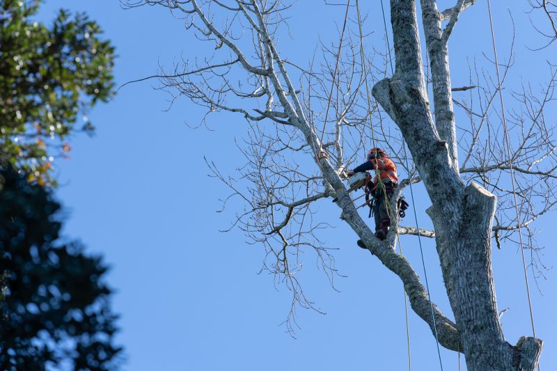 Tree Pruning Experts