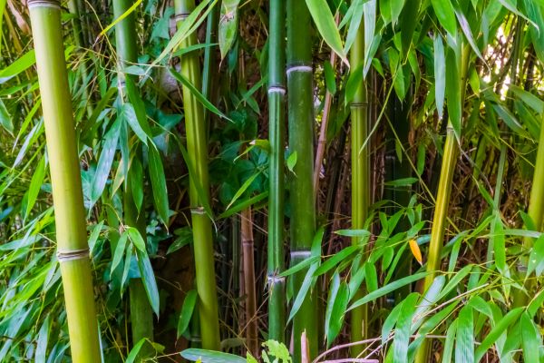Cost of Bamboo Trimming in Ankeny