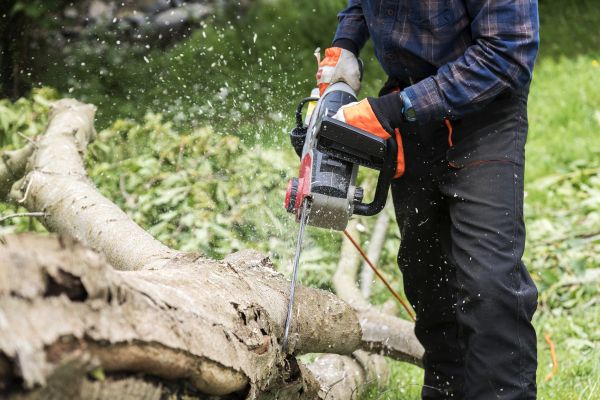 Branch Removal Service in Ankeny