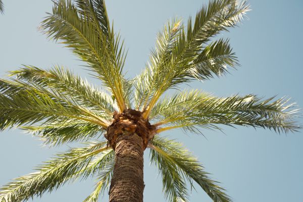Palm Tree Pruning in Ankeny