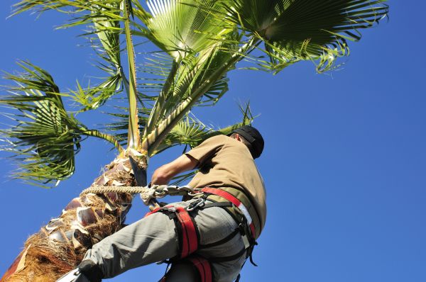 Palm Tree Trimming in Ankeny