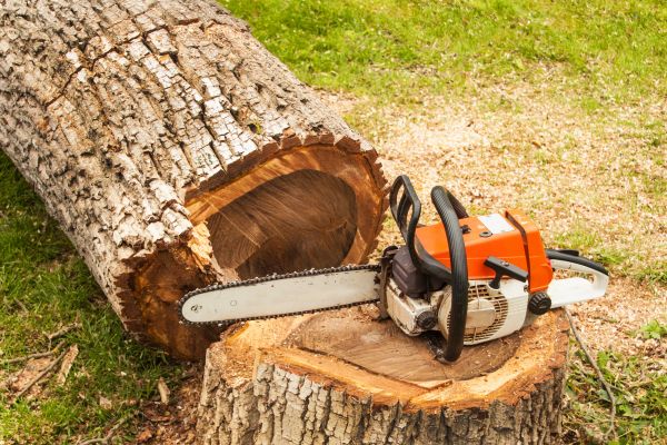 Tree Cutting Service in Ankeny
