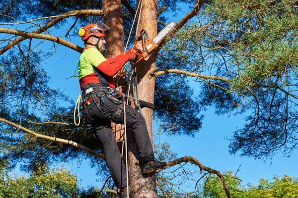 Tree Service in Ankeny