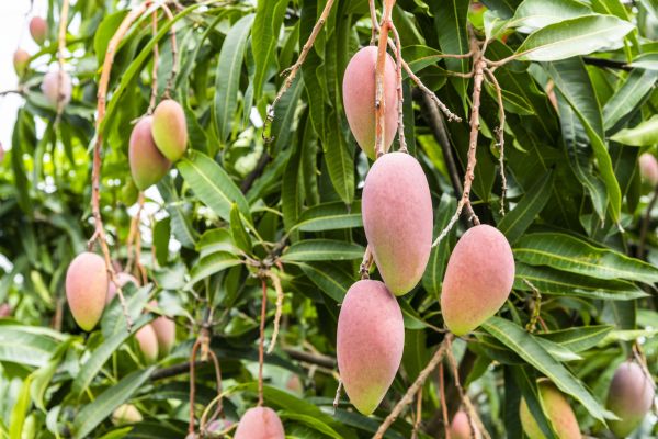 Mango Tree Trimming in Ankeny