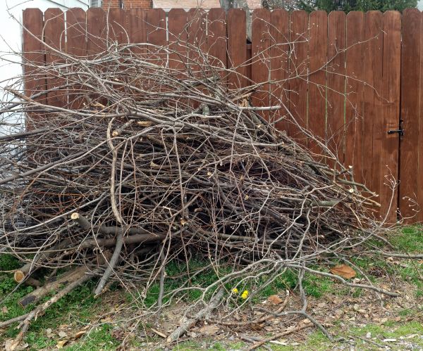 Dead Branch Removal in Ankeny
