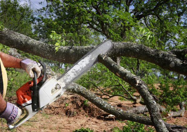Cost of Tree Branch Cutting in Ankeny