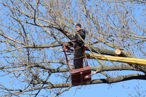 Emergency Tree Trimming in Ankeny