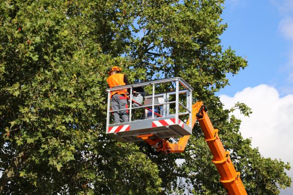 Commercial Tree Service in Ankeny