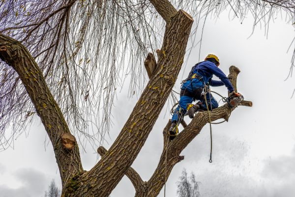 Cost of Tree Maintenance Service in Ankeny