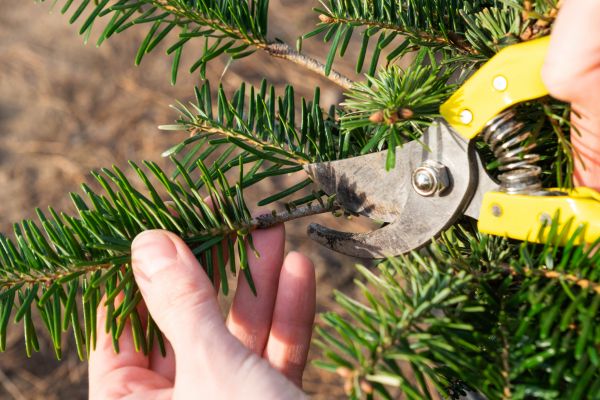 Pine Tree Pruning in Ankeny