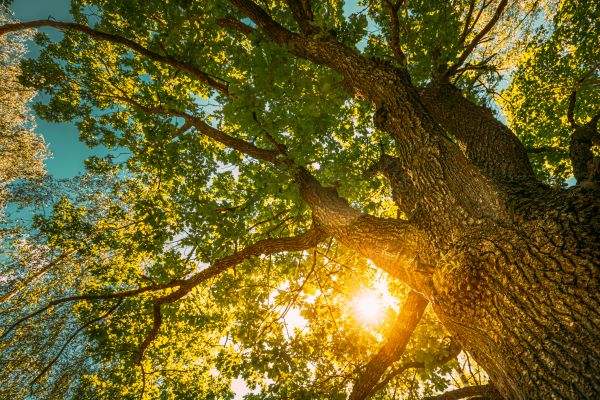 Oak Tree Pruning in Ankeny