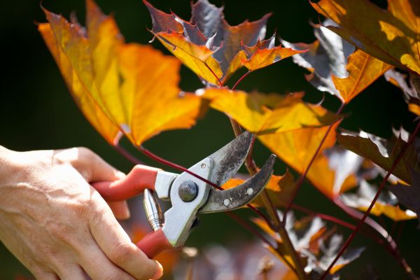 Maple Tree Pruning in Ankeny