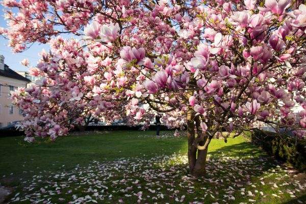 Cost of Magnolia Tree Pruning in Ankeny