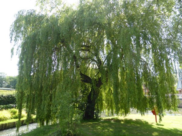 Cost of Willow Tree Trimming in Ankeny