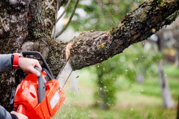 Tree Limbs Removal in Ankeny