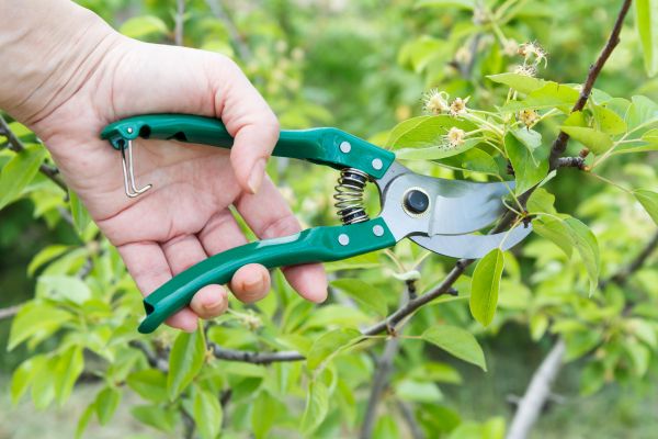 Pear Tree Pruning in Ankeny