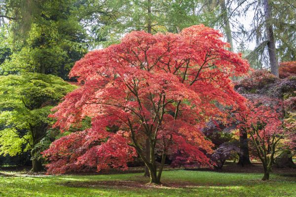 Japanese Maple Pruning in Ankeny