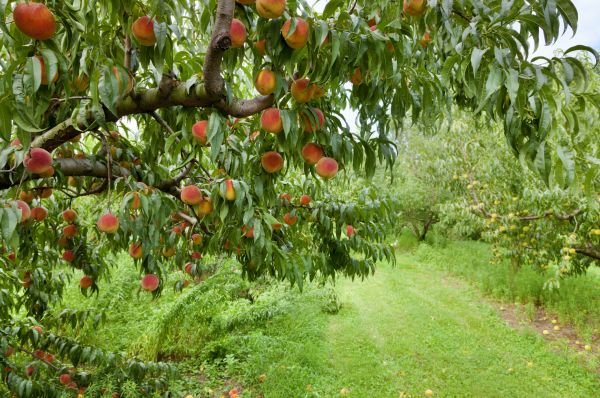 Peach Tree Pruning in Ankeny
