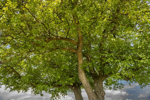 Walnut Tree Trimming in Ankeny