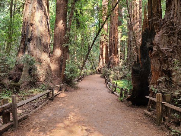 Redwood Tree Pruning in Ankeny