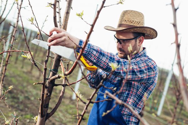 Orchard Tree Pruning in Ankeny
