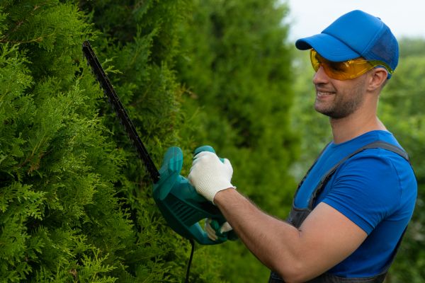Tree Shaping Service in Ankeny