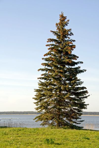 Spruce Tree Pruning in Ankeny