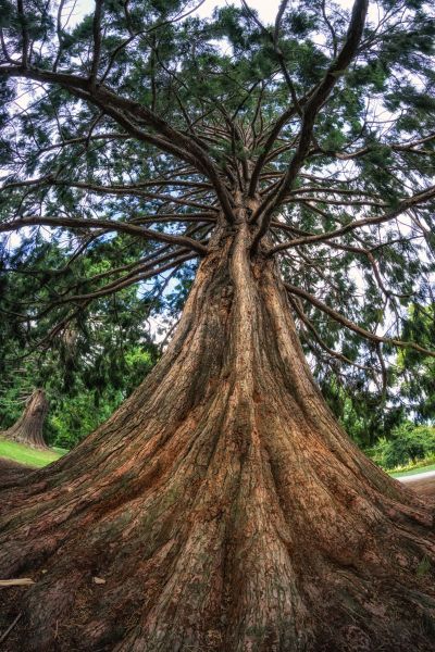 Cost of Cedar Tree Pruning in Ankeny