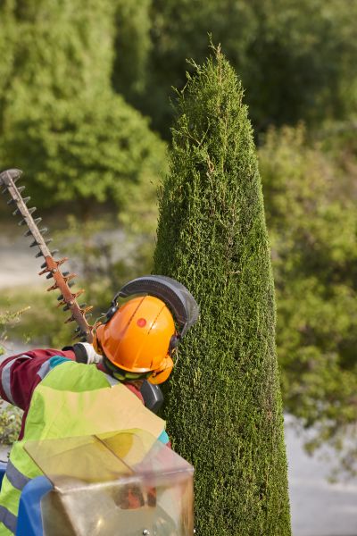 Cypress Tree Trimming in Ankeny