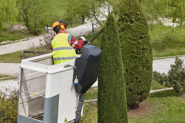 Cypress Tree Pruning in Ankeny