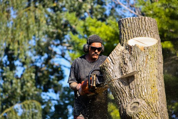 Ash Tree Pruning in Ankeny
