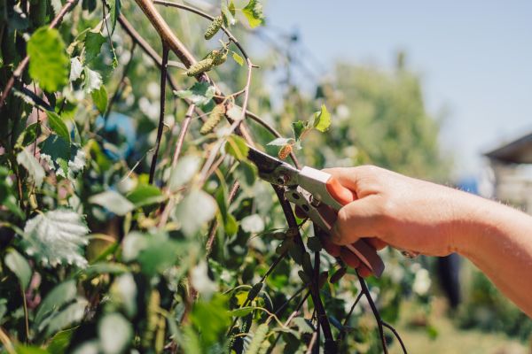 Cost of Birch Tree Pruning in Ankeny