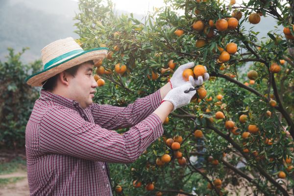Cost of Orange Tree Pruning in Ankeny