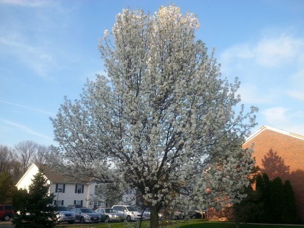 Cost of Bradford Pear Tree Pruning in Ankeny