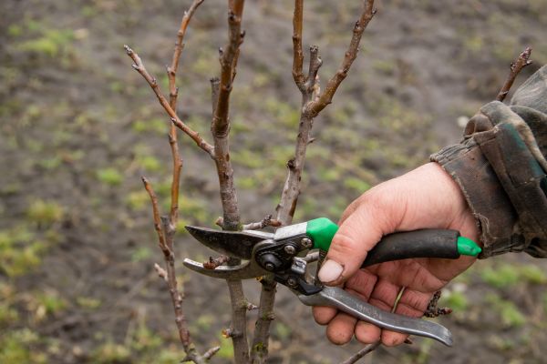 Pear Trees Pruning in Ankeny