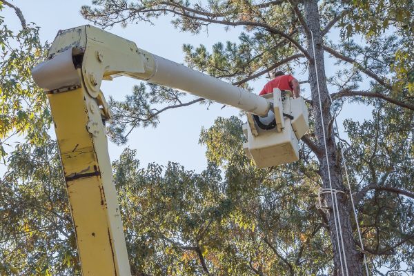 Limbs Trimming in Ankeny