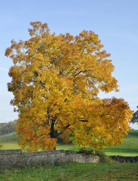 Hickory Tree Trimming in Ankeny