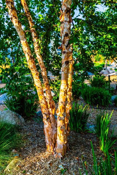 Cost of River Birch Trimming in Ankeny
