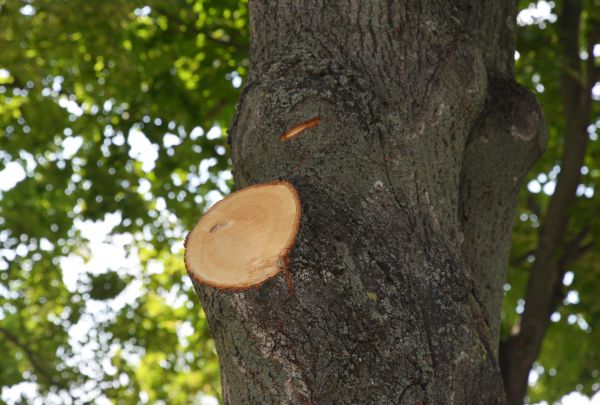 Limb Cutting in Ankeny