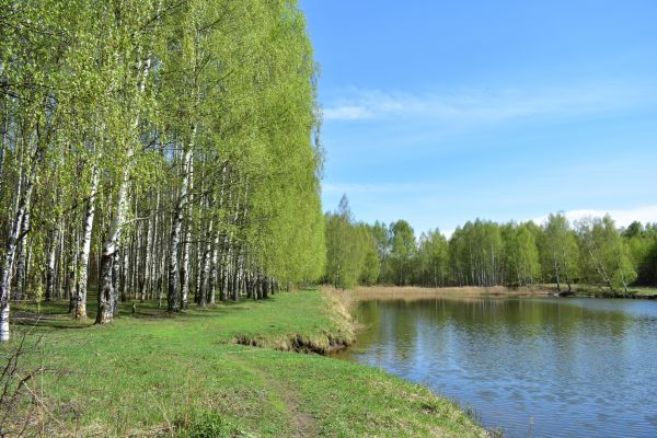 Cost of River Birch Pruning in Ankeny