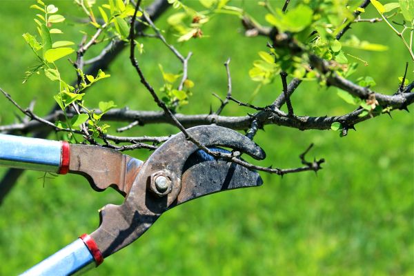 Branches Pruning in Ankeny